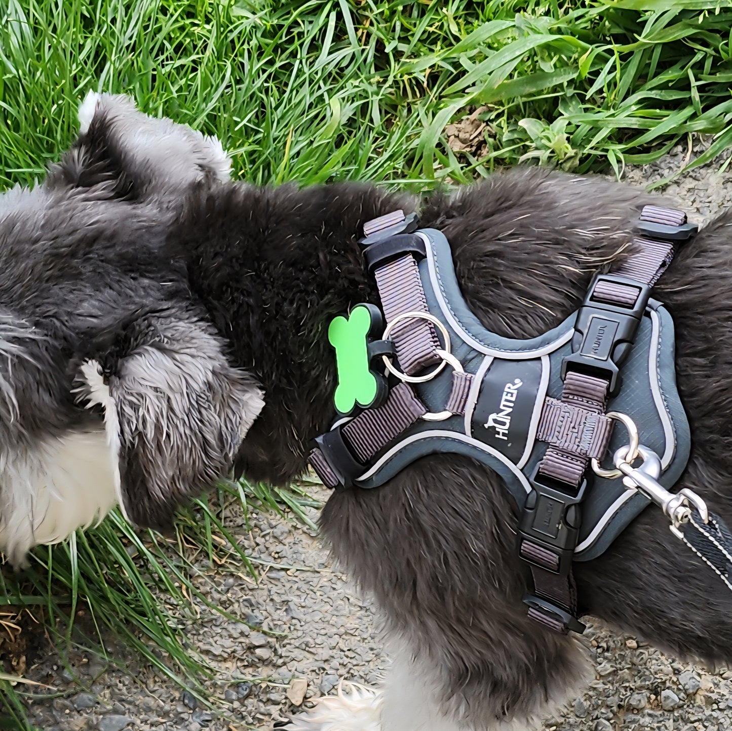 Dog wearing a harness with a green bone tag on grass